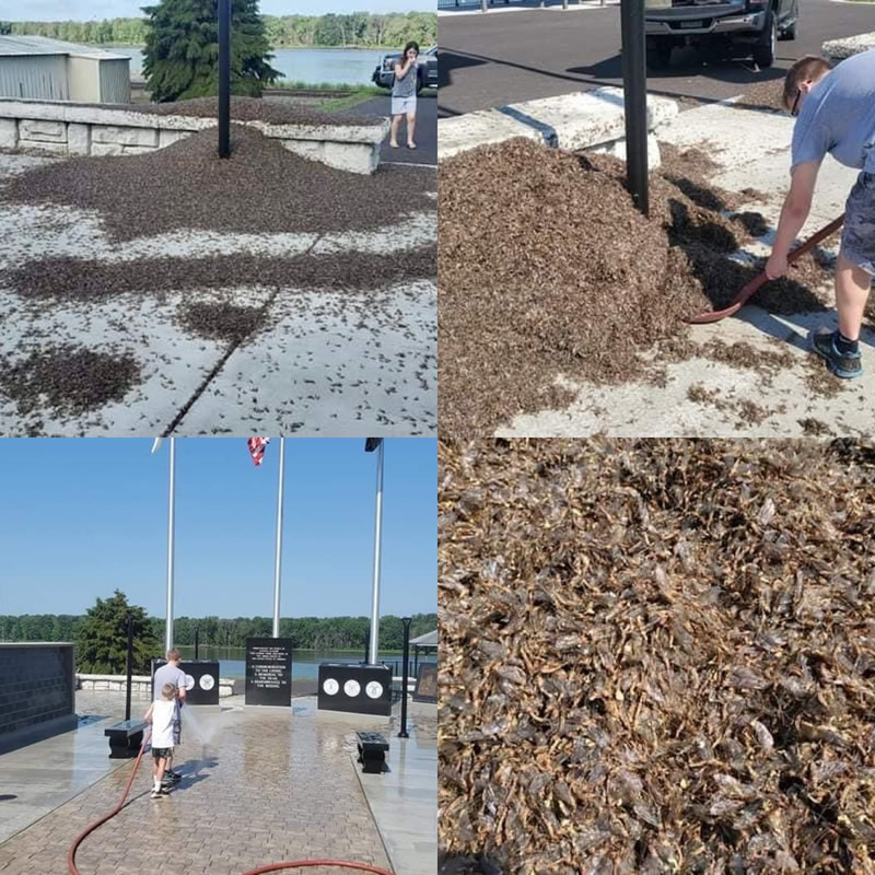 Shadflies piled high at Memorial.